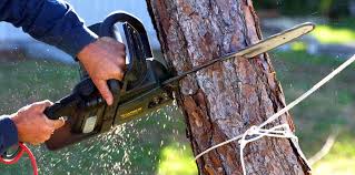 Best Leaf Removal  in Nice, CA