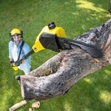 Grass Overseeding in Nice, CA