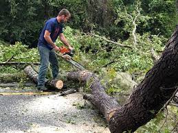 Best Leaf Removal  in Nice, CA