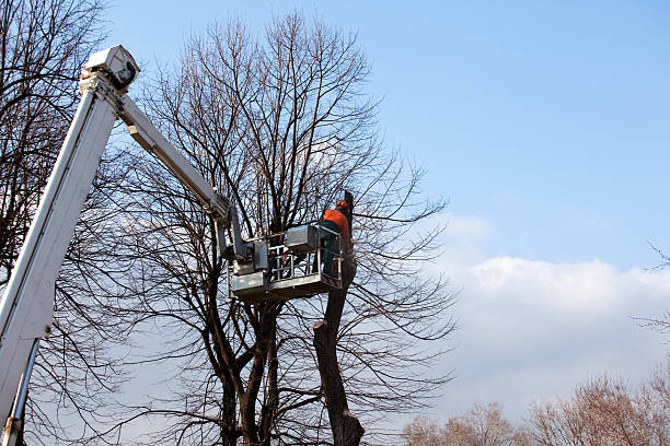Best Tree Health Inspection  in Nice, CA